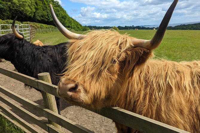 Loch Lomond, Highland Cows, Victorian Town, Castle Half-Day Tour - Kilmahog and the shaggy stars of the day