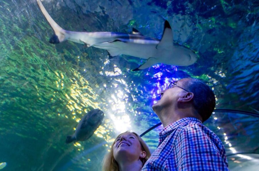 Loch Lomond: Sea Life Entrance Ticket - Key points to know before you go