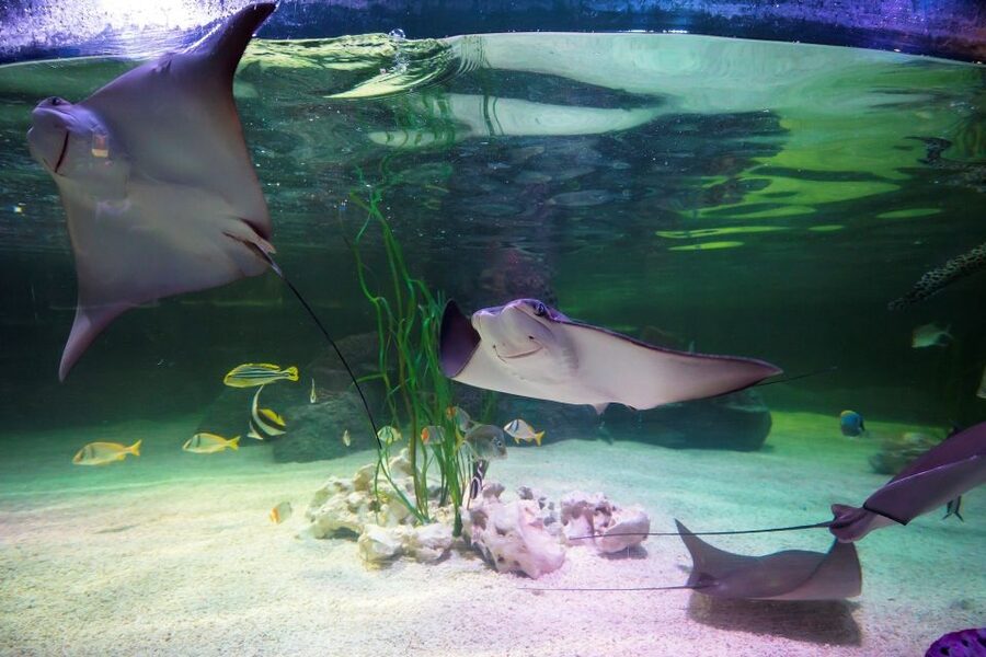Loch Lomond: Sea Life Entrance Ticket - Seahorses, rays, and unusual animals