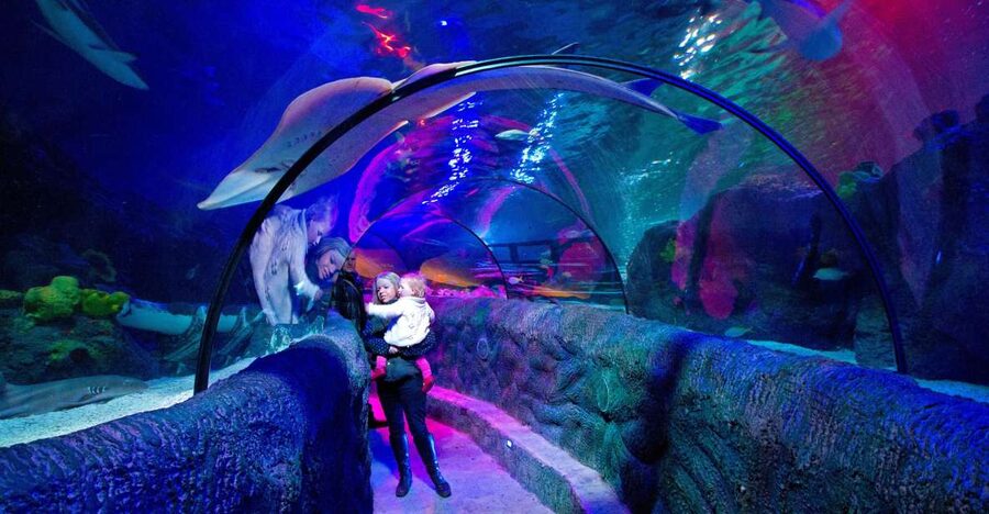 Loch Lomond: Sea Life Entrance Ticket - The Deep Loch Tank and Scotland’s native species