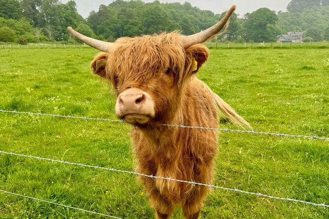 Loch Ness, Culloden, Clava and whisky/gin tour from Inverness. - Why this private Inverness tour works