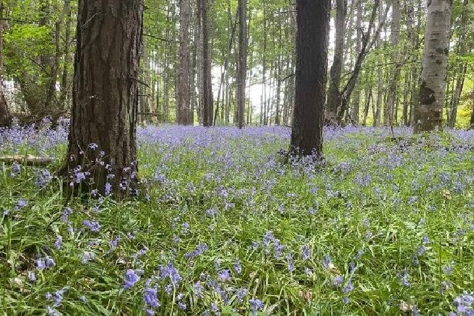 Loch Ness, Culloden, Clava and whisky/gin tour from Inverness. - Culloden Battlefield: the emotional heart of the route