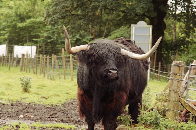 Loch Ness, Glencoe and The Scottish Highlands Tour from Edinburgh - Cairngorms Scenery and the Stop in Pitlochry