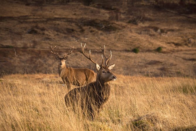 Loch Ness, Scottish Highlands, Glencoe and Pitlochry Tour - Glencoe deserves more than ten minutes