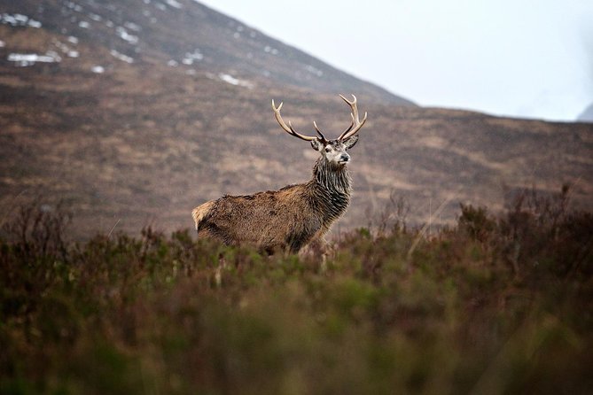 Private Glencoe Driving Tour from Edinburgh - The price makes sense for a full group