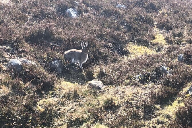Private Guided Mountain Walking Experience in the Cairngorms - What to bring for a full day outside