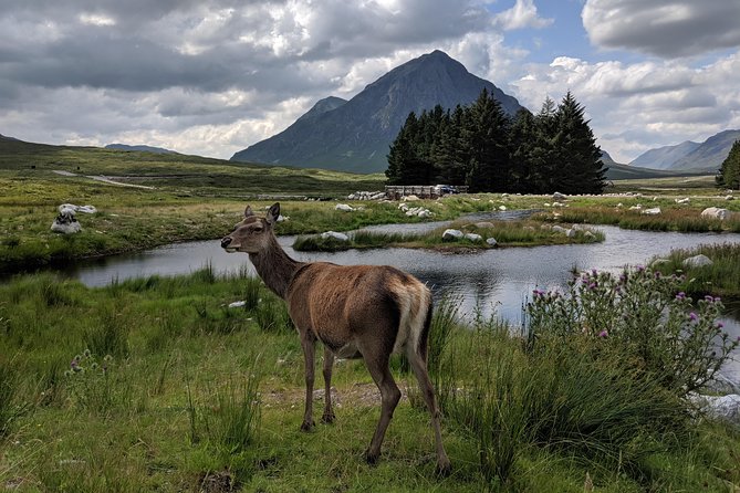 Private One Day Highlands Tour of Scotland - Highland cattle and the personal side of the day