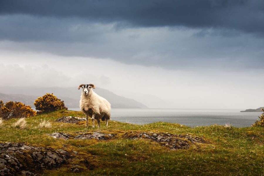 Scotland: West Highlands, Mull and Iona 4-Day Tour - Why Mull makes this four-day tour special
