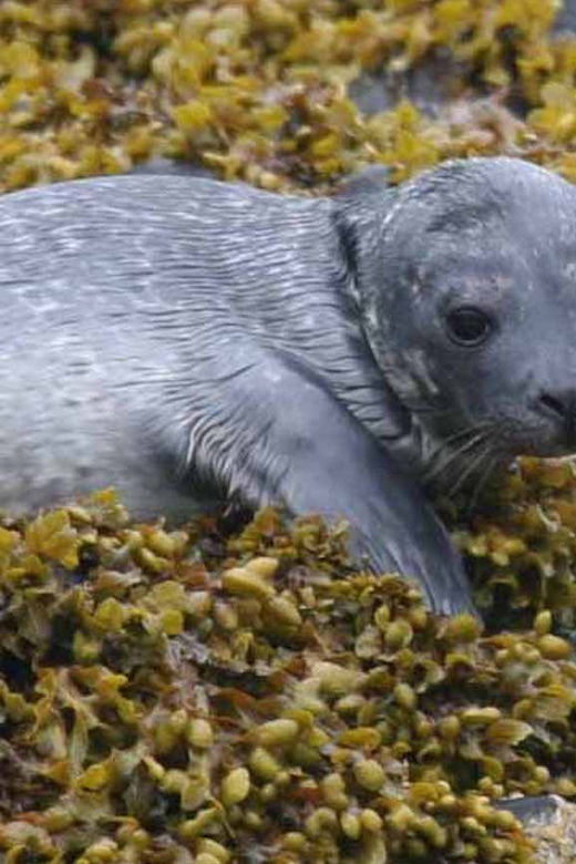 Scottish Highlands: Isle of Skye Glass-Bottom Boat Tour - A glass-bottom boat with a proper view below the waves