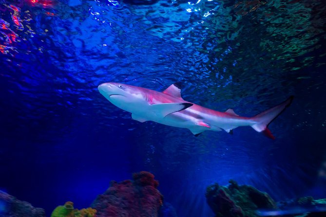 SEA LIFE Loch Lomond General Admission Ticket - What the $19.22 admission gets you