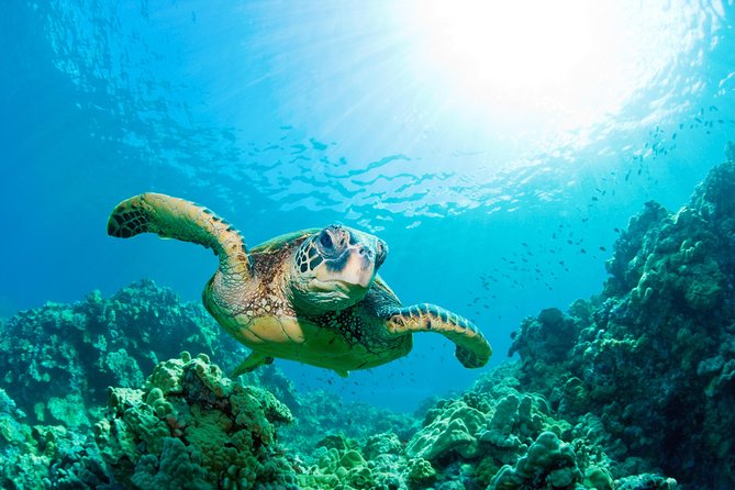 SEA LIFE Loch Lomond General Admission Ticket - Booking, cancellation, and ticket practicalities