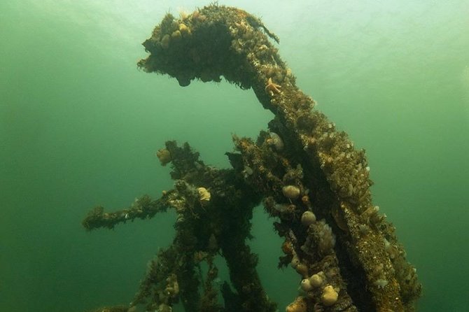 Shipwreck Hunters - Wildlife keeps you looking beyond the wreck