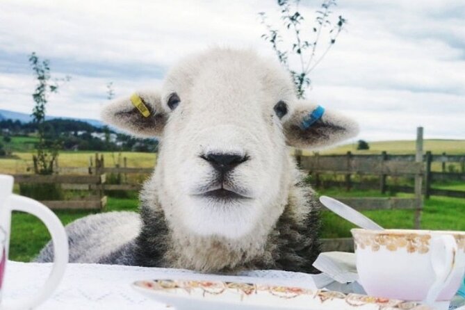 Tea with Naughty Sheep - A sheep encounter unlike an ordinary afternoon tea