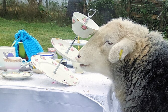 Tea with Naughty Sheep - Why the small group changes the experience