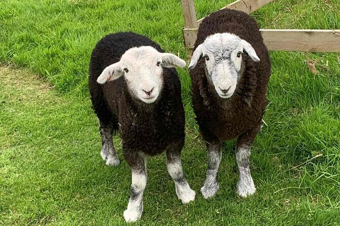 Tea with Naughty Sheep - Who will get the most from this activity
