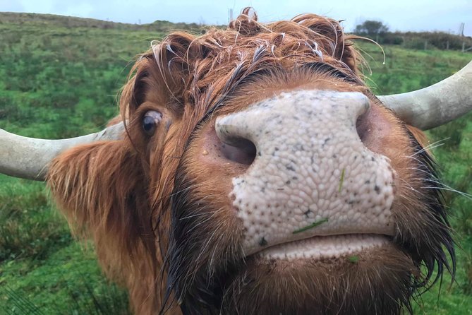 The Dirty Day Tour - Kilmahog brings you face to face with a hairy coo