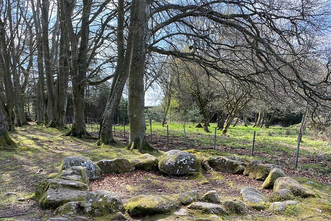 The Outlander Tour Clava, Culloden, Urquhart, Loch Ness & Beauly - Highland cows at Robertson’s farm