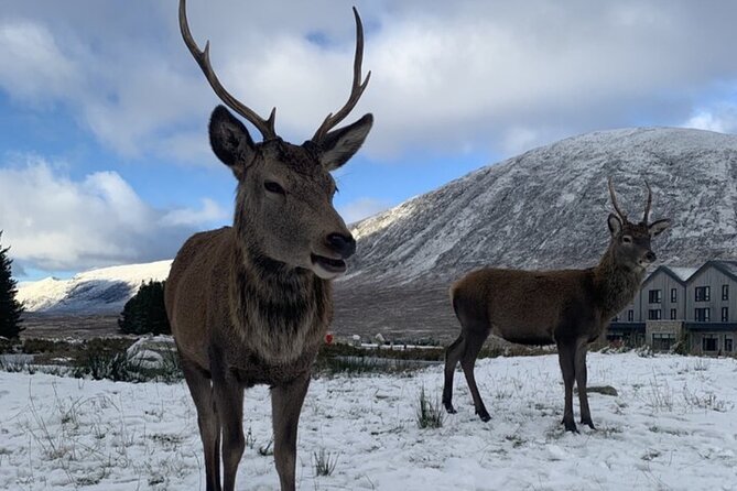 Ultimate Day tour Edinburgh: Glencoe, Highland Cows, Loch Lomond - Kilmahog and the Highland cows