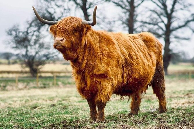 Urquhart Castle, Culloden, Clava Cairns, Loch Ness - Highland cattle and alpacas near Beauly
