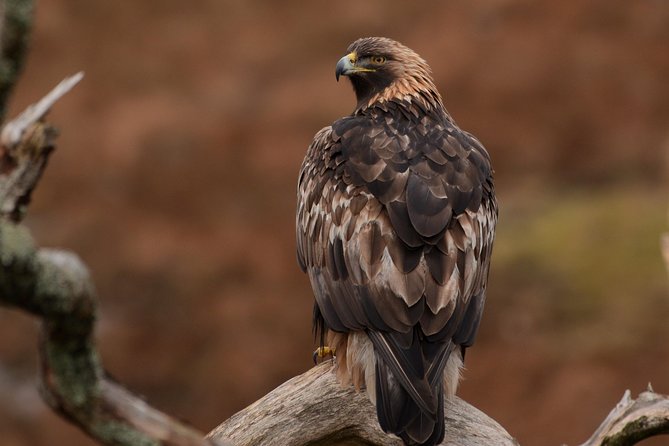 Wildlife Watching Safari by Vehicle & Walks / Photography workshops with a Guide - A wildlife search, not a guaranteed animal parade