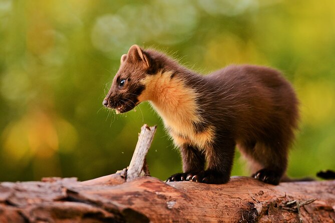 Wildlife Watching Safari by Vehicle & Walks / Photography workshops with a Guide - Plockton and the final stretch